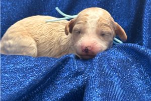 Jimmy - Goldendoodle, Mini for sale
