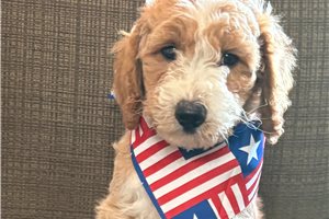 Jimmy - puppy for sale