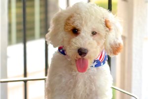 Gemma - Goldendoodle, Mini for sale