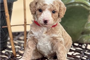 Jaxton - puppy for sale