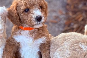 Gage - Goldendoodle, Mini for sale
