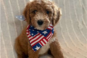 Gage - Goldendoodle, Mini for sale