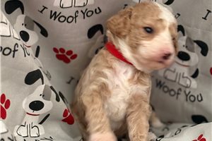 Jaxton - Goldendoodle, Mini for sale
