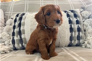 Wallace - Goldendoodle, Mini for sale