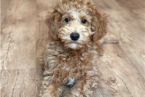 Calvin - Goldendoodle, Mini for sale