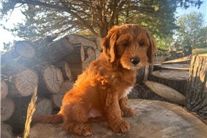 Wallace - Mini Goldendoodle for sale