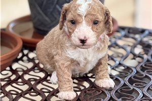 Gabriella - Goldendoodle, Mini for sale