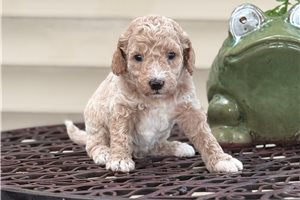 Jinx - puppy for sale