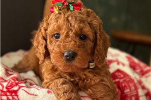 Cali - puppy for sale