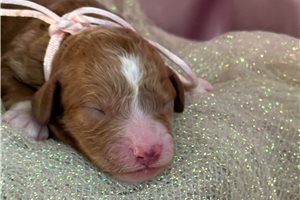 Gabriella - puppy for sale