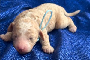 Jaxton - Goldendoodle, Mini for sale