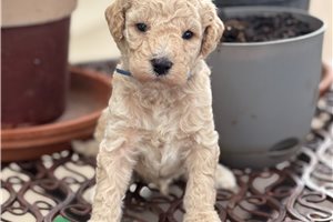 Jensen - puppy for sale