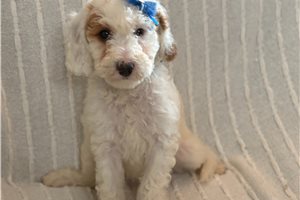 Gemma - puppy for sale