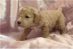 Jinx - Goldendoodle, Mini for sale