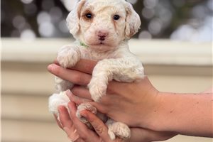 Gemma - Goldendoodle, Mini for sale