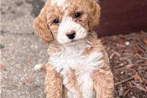 Jaxton - Goldendoodle, Mini for sale