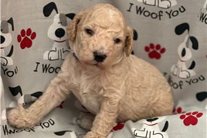 Jensen - Goldendoodle, Mini for sale