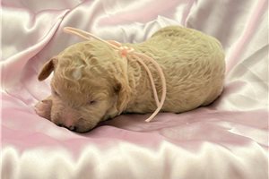 Jinx - puppy for sale
