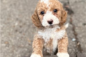 Gabriella - Goldendoodle, Mini for sale