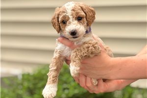 Jimmy - Goldendoodle, Mini for sale
