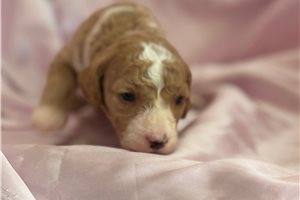 Gabriella - Goldendoodle, Mini for sale