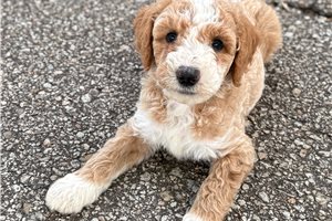 Jimmy - Goldendoodle, Mini for sale