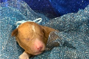 Gage - puppy for sale