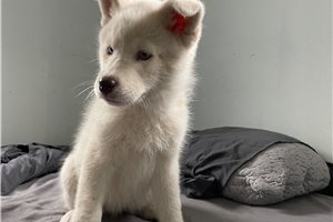 Makayla - puppy for sale