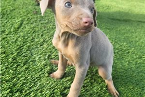 Arkin - puppy for sale
