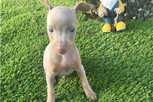 Argo - puppy for sale