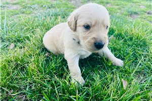 Allyson - puppy for sale