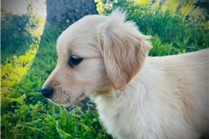Asher - Golden Retriever for sale