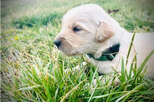 Armand - Golden Retriever for sale