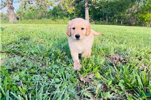 Alec - Golden Retriever for sale