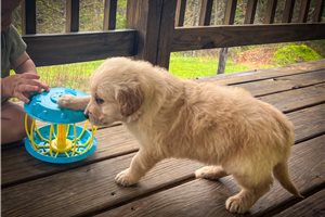 Augustus - Golden Retriever for sale