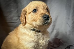 Alec - Golden Retriever for sale