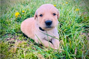 Augustus - puppy for sale