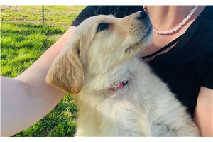 Alana - Golden Retriever for sale