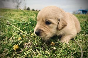Alana - puppy for sale