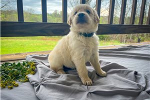 Armand - Golden Retriever for sale