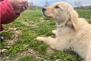 Jefferson - puppy for sale