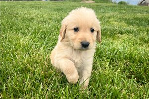 Allyson - Golden Retriever for sale