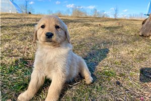 Jetta - puppy for sale