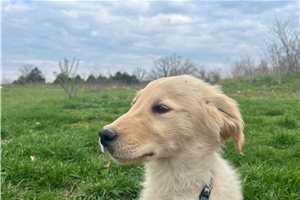 Jeeves - Golden Retriever for sale