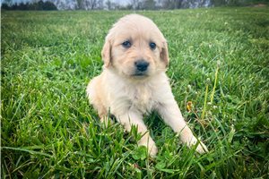 April - Golden Retriever for sale