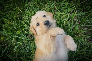 Alana - Golden Retriever for sale