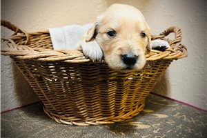 April - puppy for sale