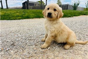 Asher - Golden Retriever for sale