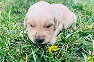 Asher - puppy for sale