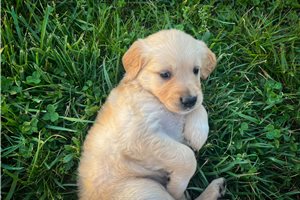 Amelia - Golden Retriever for sale